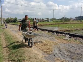 Perkuat Infrastruktur Pertanian, Babinsa Grati Bersama Petani Bangun Drainase 200 Meter