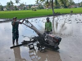 Dorong Produktivitas Pertanian Warga, Babinsa Gesang Dampingi Pengolahan Lahan Sawah